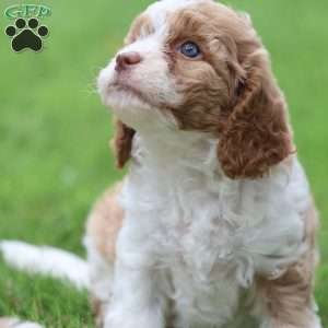 Sandy, Cavapoo Puppy